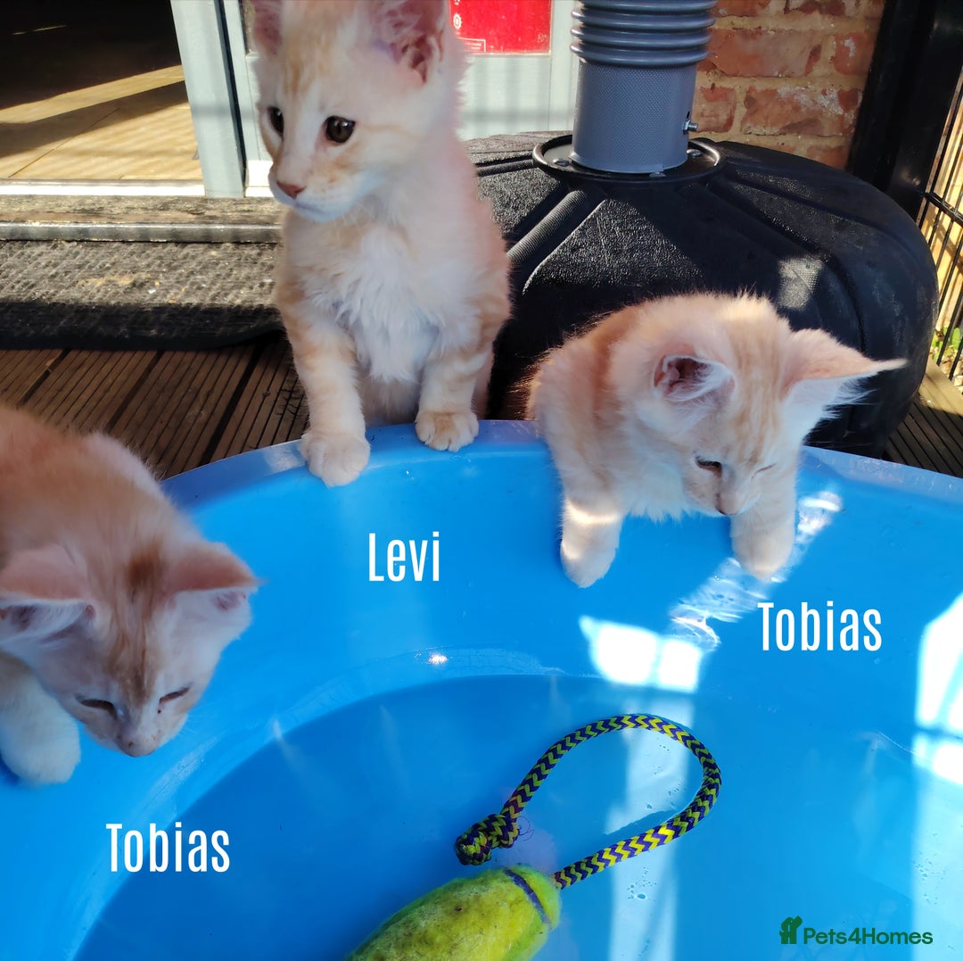 Maine Coon cats for sale: Home raised stunning Mainecoon boys. - Image 1