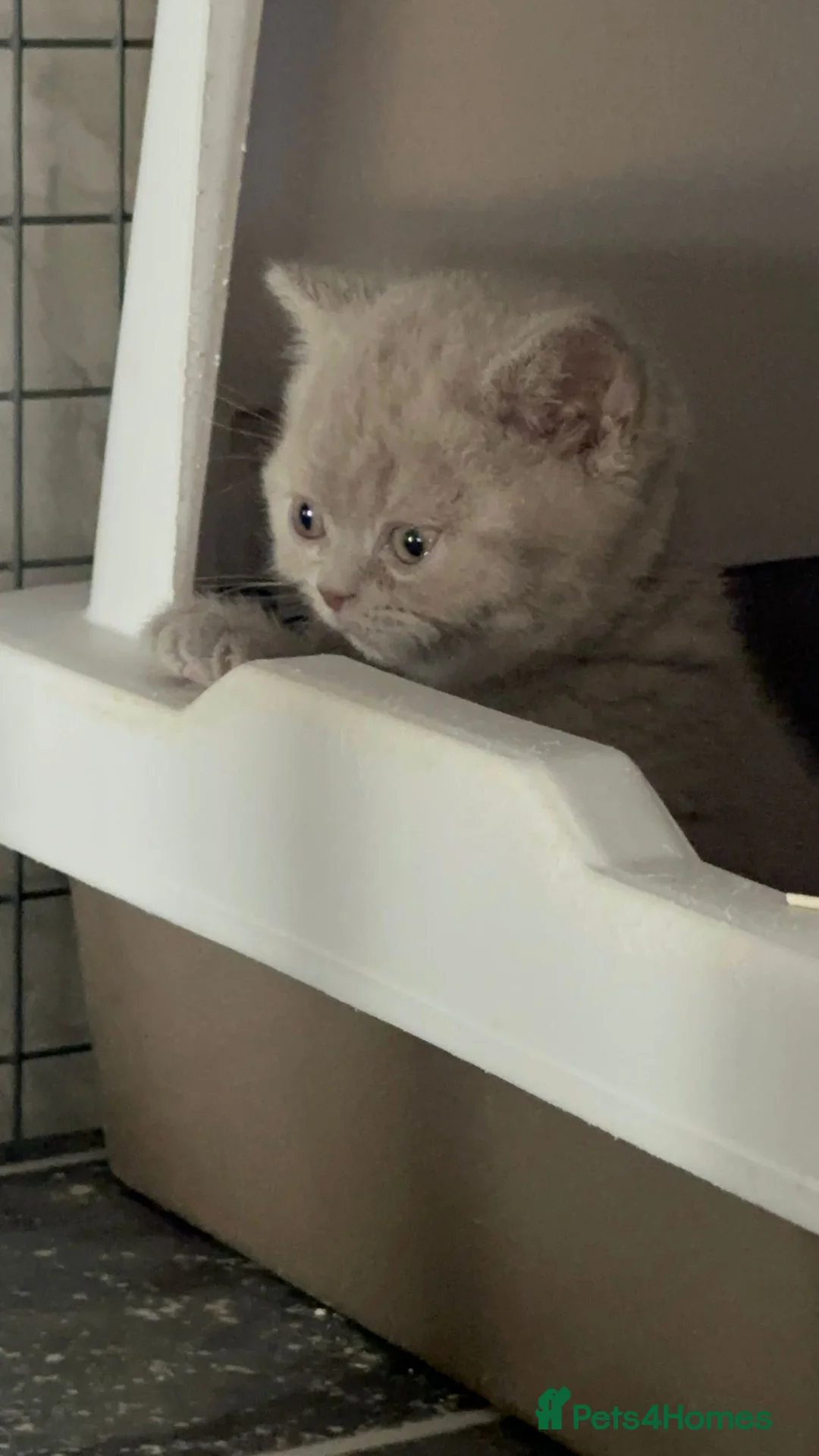 British Shorthair cats for sale: British shorthair kitten  - Advert 7