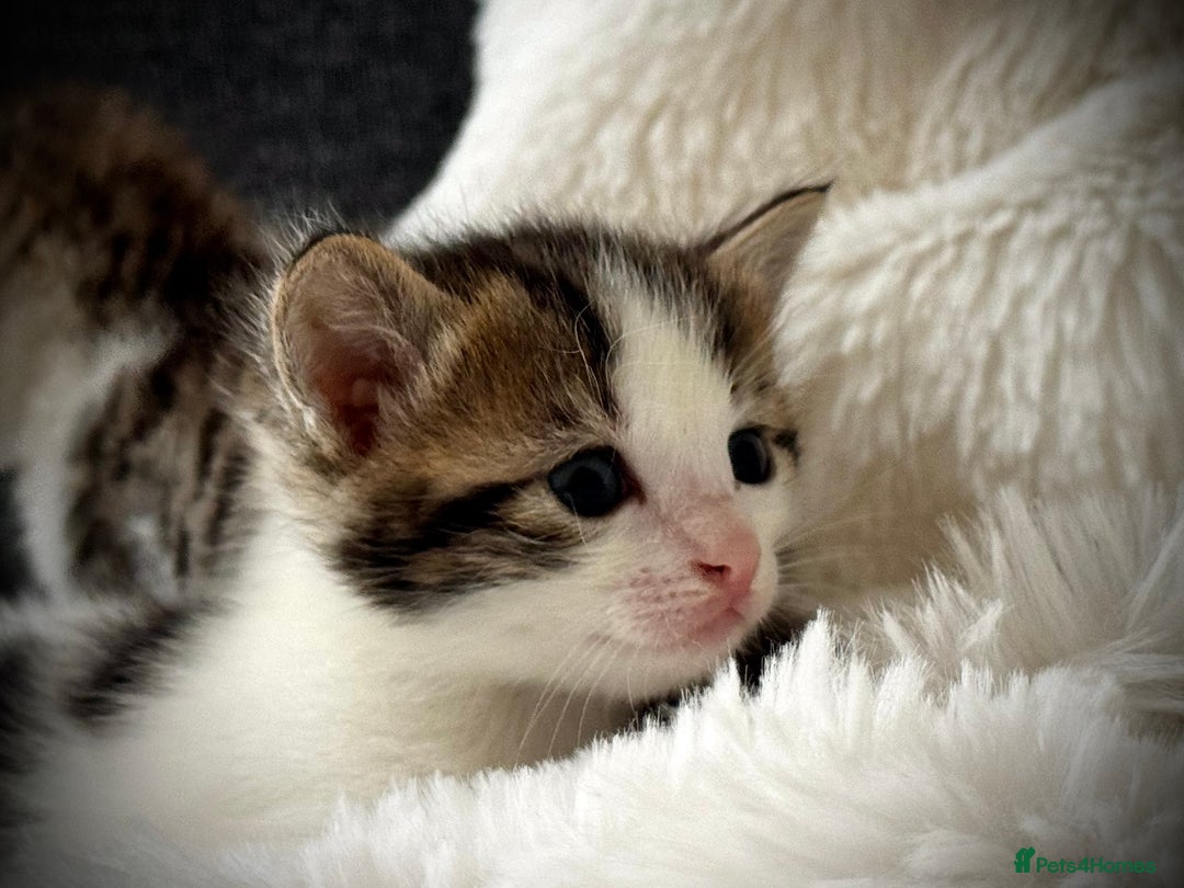 Mixed Breed cats for sale: 🌟 Exquisite Ragdoll × Bengal Kittens 🌟 - Advert 16