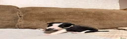 Mixed Breed dogs for sale: 🐾✨ TWO Border Collie x Blue Heeler Pups left ✨🐾 - Advert 25