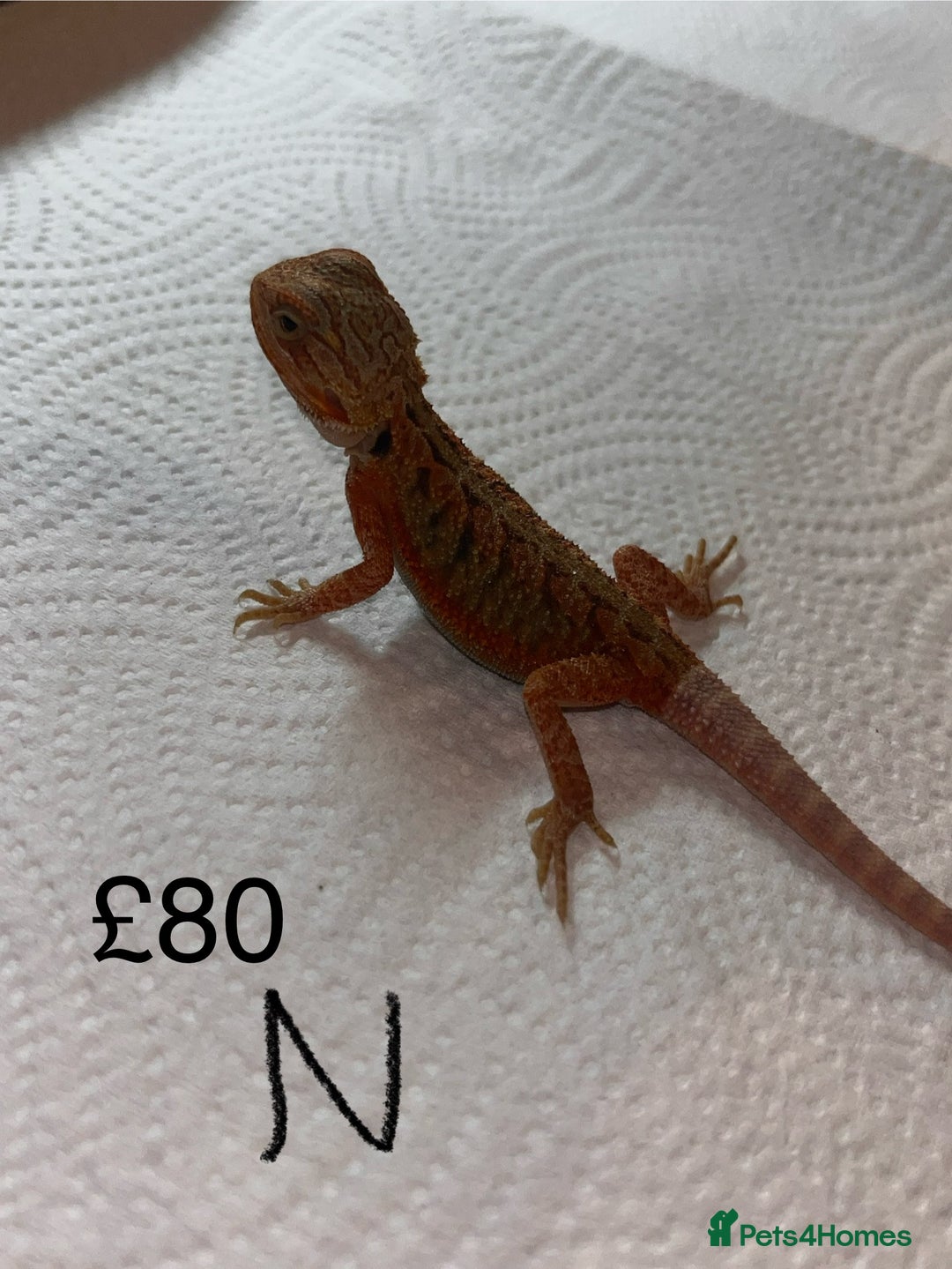 Bearded Dragon reptiles for sale: Various Baby Bearded Dragons For Sale - Advert 29