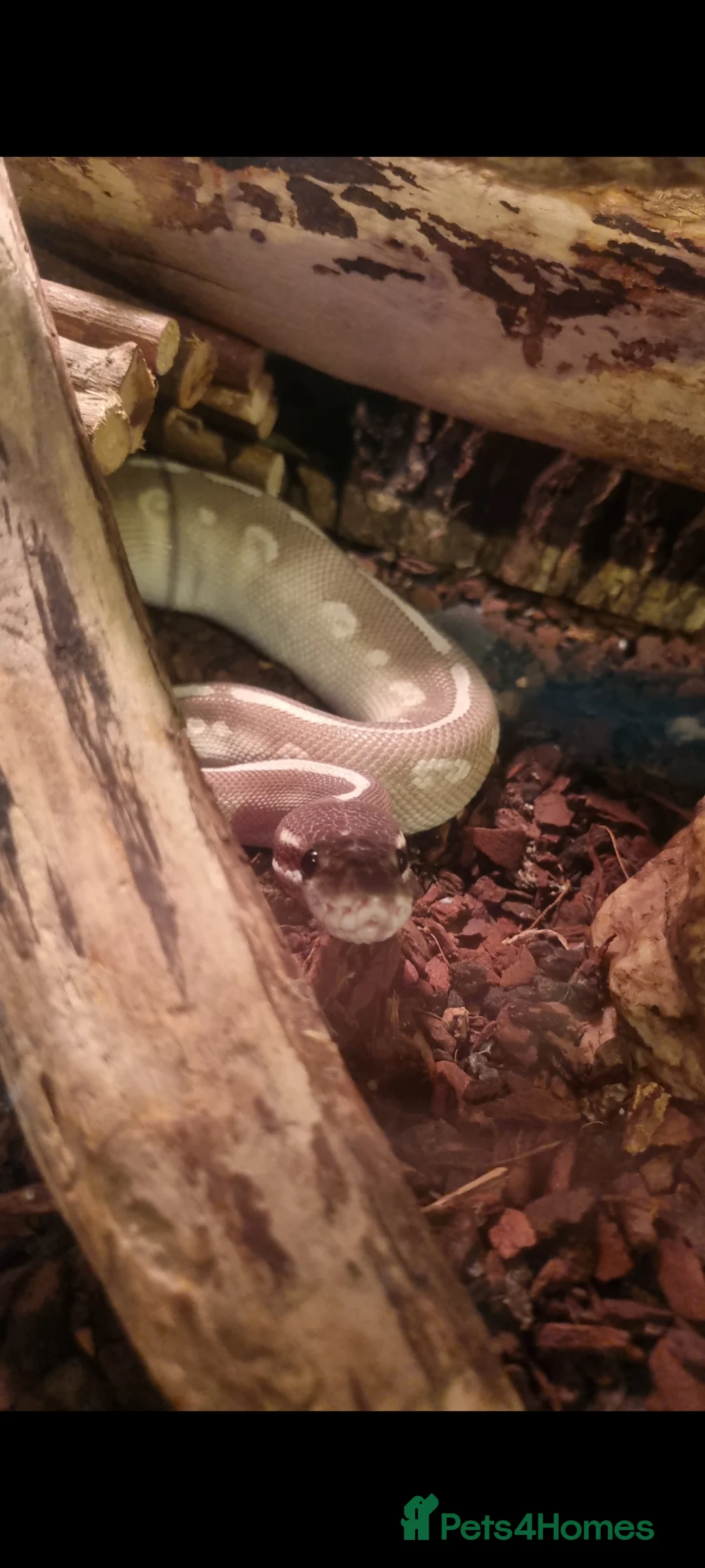 Python Snake reptiles for sale: Purple Passion Male Royal Python 3yo in Bridgend - Advert 7