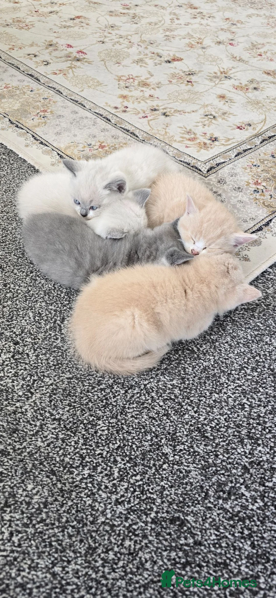 British Shorthair cats for sale: British short haired kittens  - Advert 2