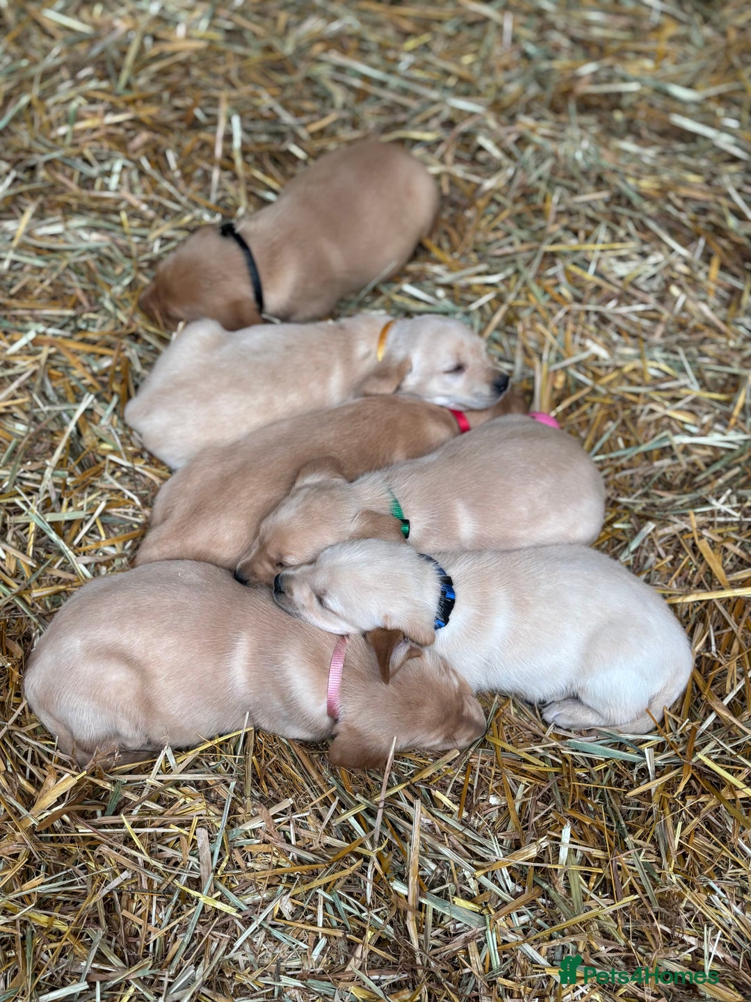 Labrador Retriever dogs for sale: KC Registered Labrador Puppies for Sale - Advert 12