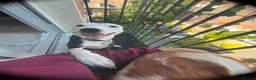 Mixed Breed dogs for sale: So sad but need to rehome our beautiful boy Bambi  - Advert 2
