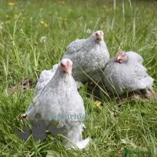 Chickens poultry for sale: Stunning Pekin Bantams for sale - Advert 2