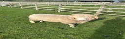 Sheep livestock for sale: Dorset Horn Ram for sale in Buckingham - Advert 4