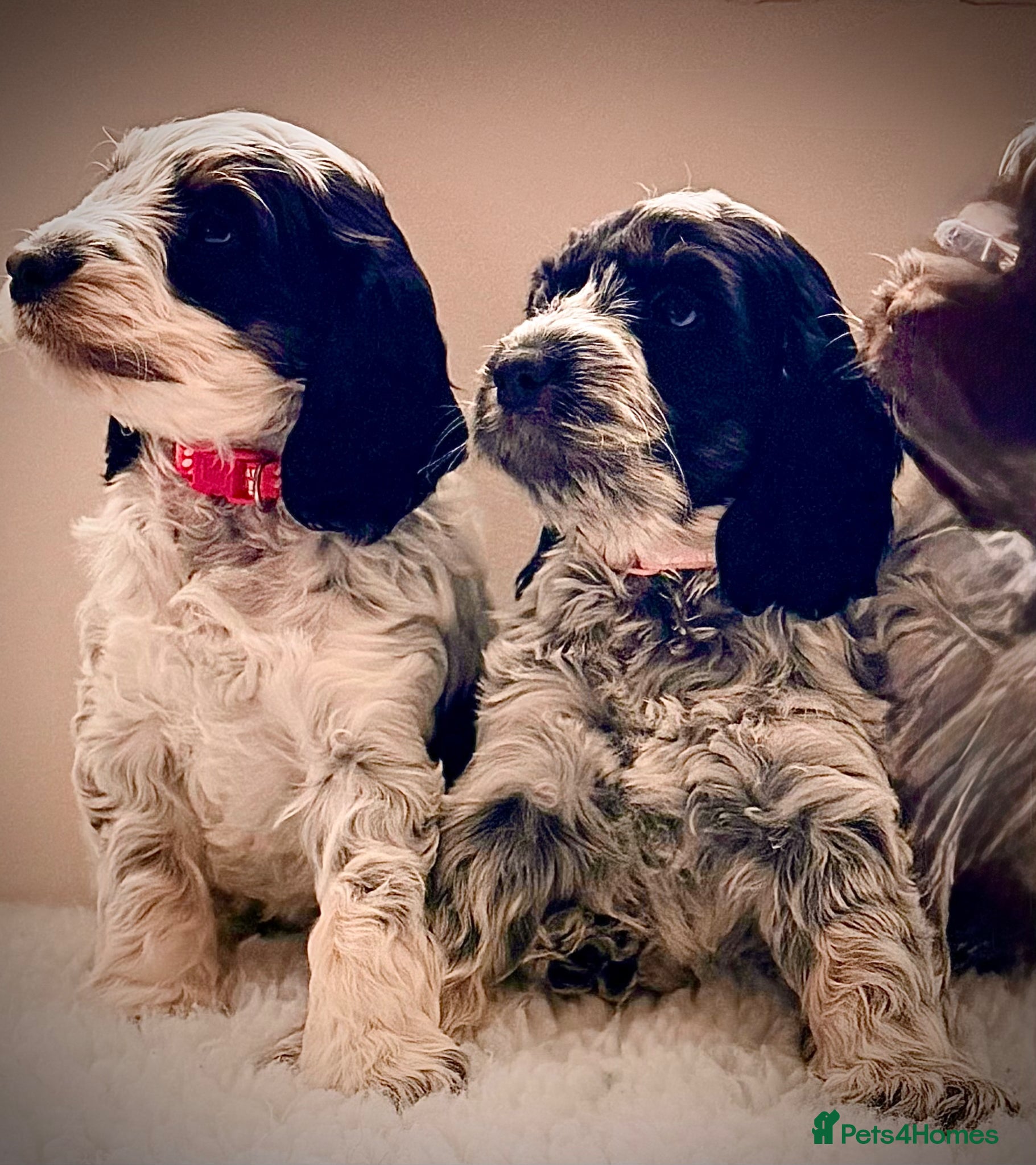 Cockapoo dogs Only 2 girls available F1 show type Cockapoo pups  - Advert 3