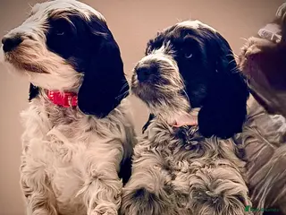 Cockapoo dogs Only 2 girls available F1 show type Cockapoo pups - Advert 3