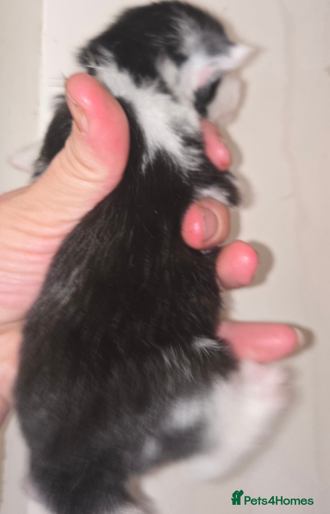 Mixed Breed cats for sale: 3 beautifully marked white/ black / ginger kittens - Image 11