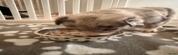 Border Collie dogs for sale: Blue Merle Tri Border Collie Puppies - Advert 4