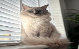 Ragdoll cats for sale: Adorable Ragdolls- DNA Clear Parents 🌟 - Image 13