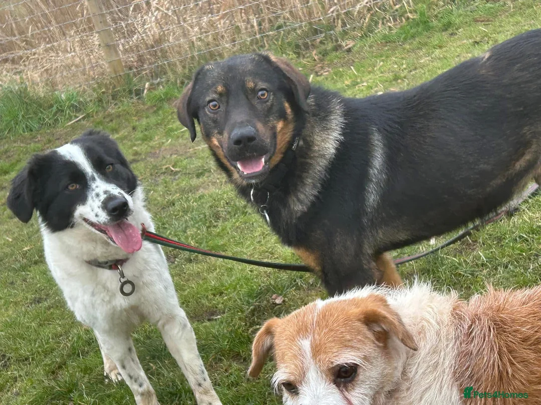 Mixed Breed dogs for adoption: Magpie - Norwich Norfolk  in Norwich - Advert 3