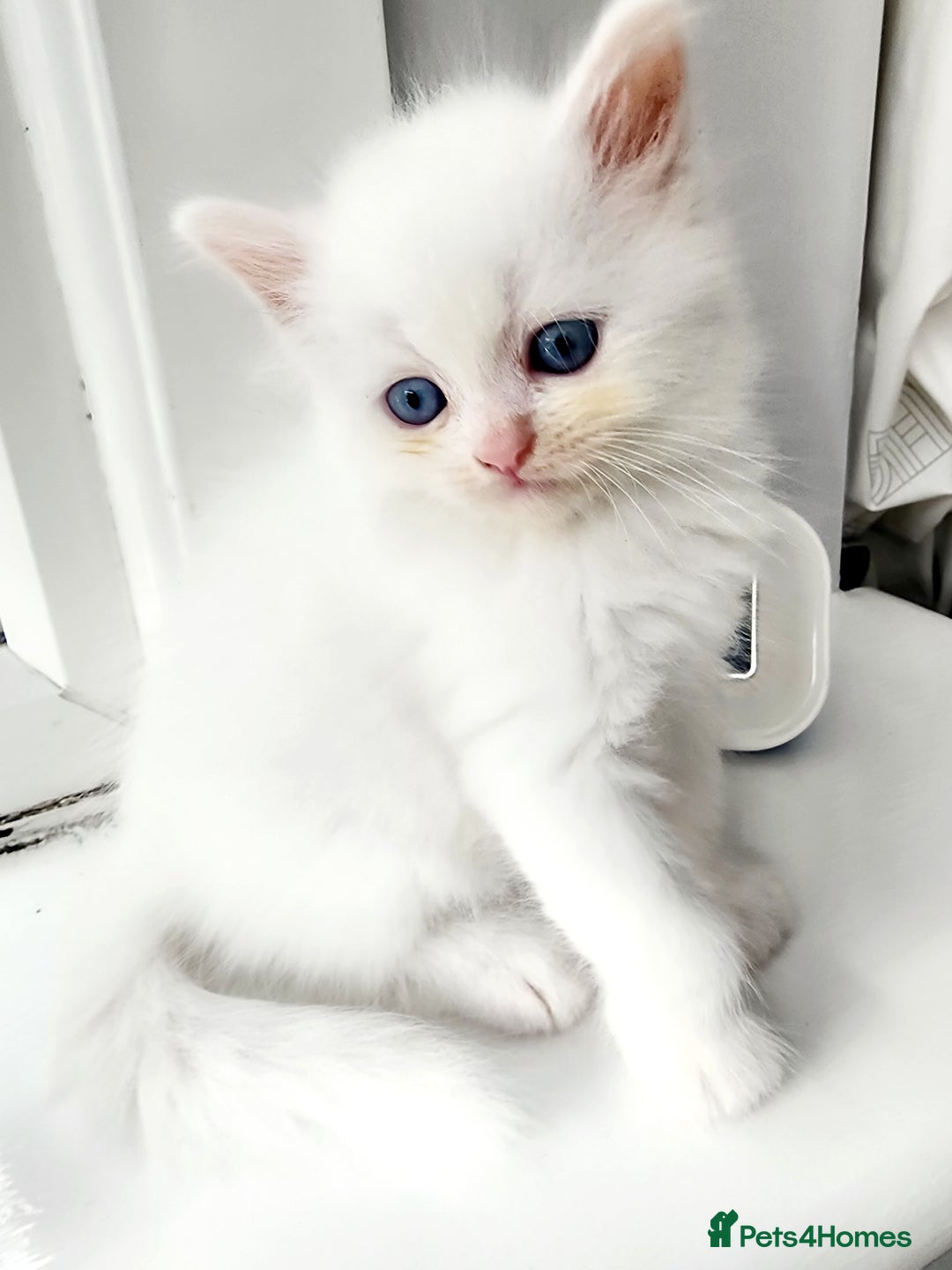 Siberian cats for sale: Siberian kittens are looking for a forever home🌹 - Image 6