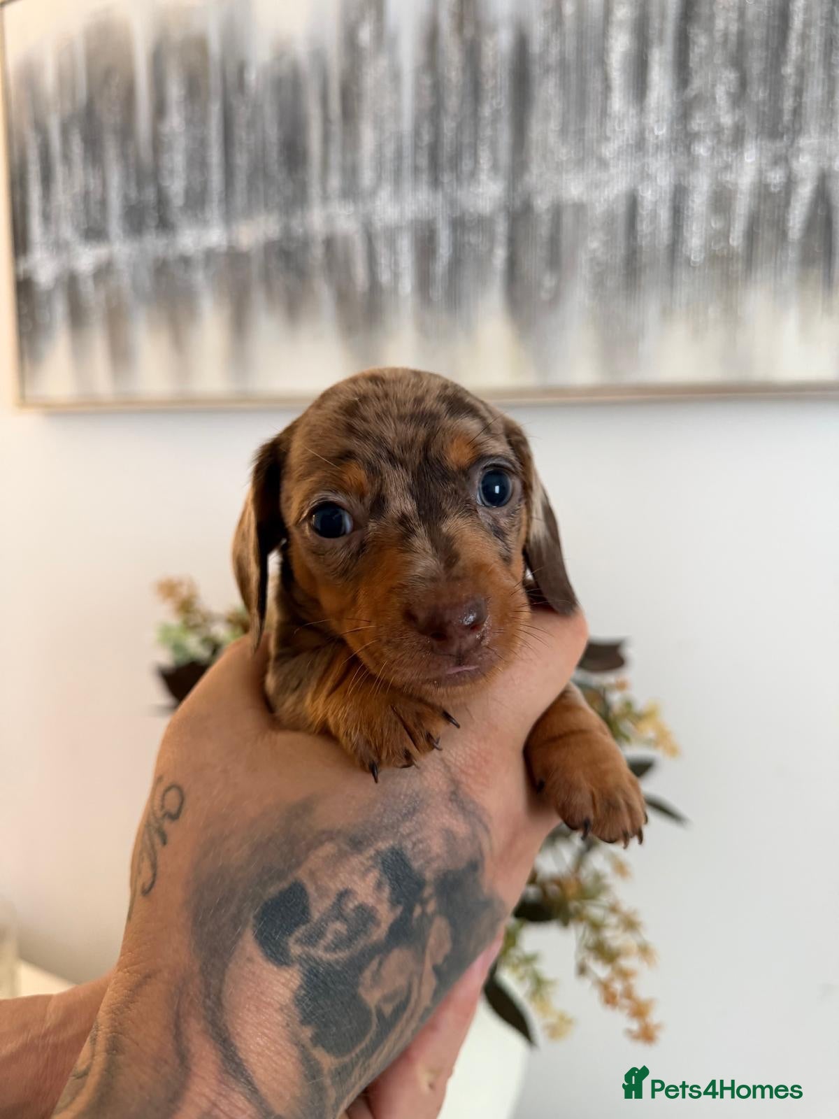 Miniature Dachshund dogs Beautiful miniature dachshund puppies - Advert 6