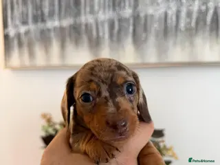 Miniature Dachshund dogs Beautiful miniature dachshund puppies - Advert 6