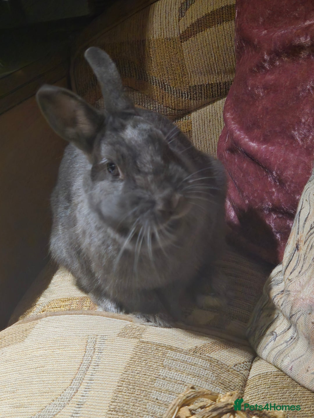 Netherland Dwarf rabbits for sale: Blue/grey Netherland Dwarf 9 month old Female - Advert 1