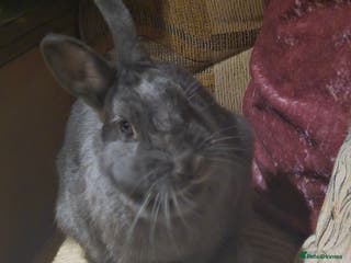 Netherland Dwarf rabbits Blue/grey Netherland Dwarf 9 month old Female - Advert 14
