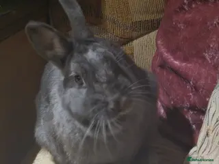 Netherland Dwarf rabbits Blue/grey Netherland Dwarf 9 month old Female - Advert 12