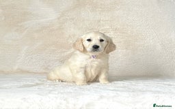Golden Retriever dogs for sale: Stunning golden retriever puppies for sale  - Image 8