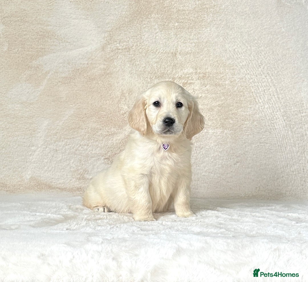 Golden Retriever dogs for sale: Stunning golden retriever puppies for sale  - Image 8