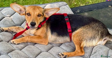 Miniature Pinscher dogs - Advert 5