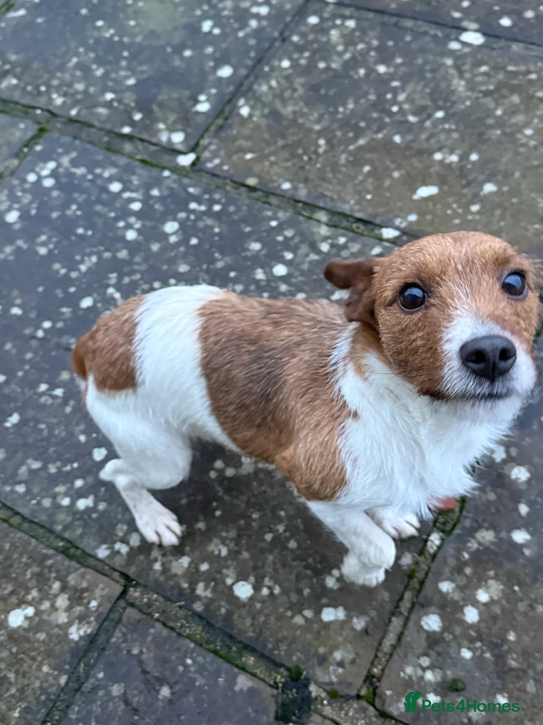 Jack Russell dogs for stud: Branston in Pickering - Advert 4