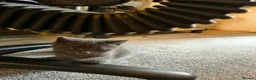 Mixed Breed cats for sale: Grey boy - Advert 3