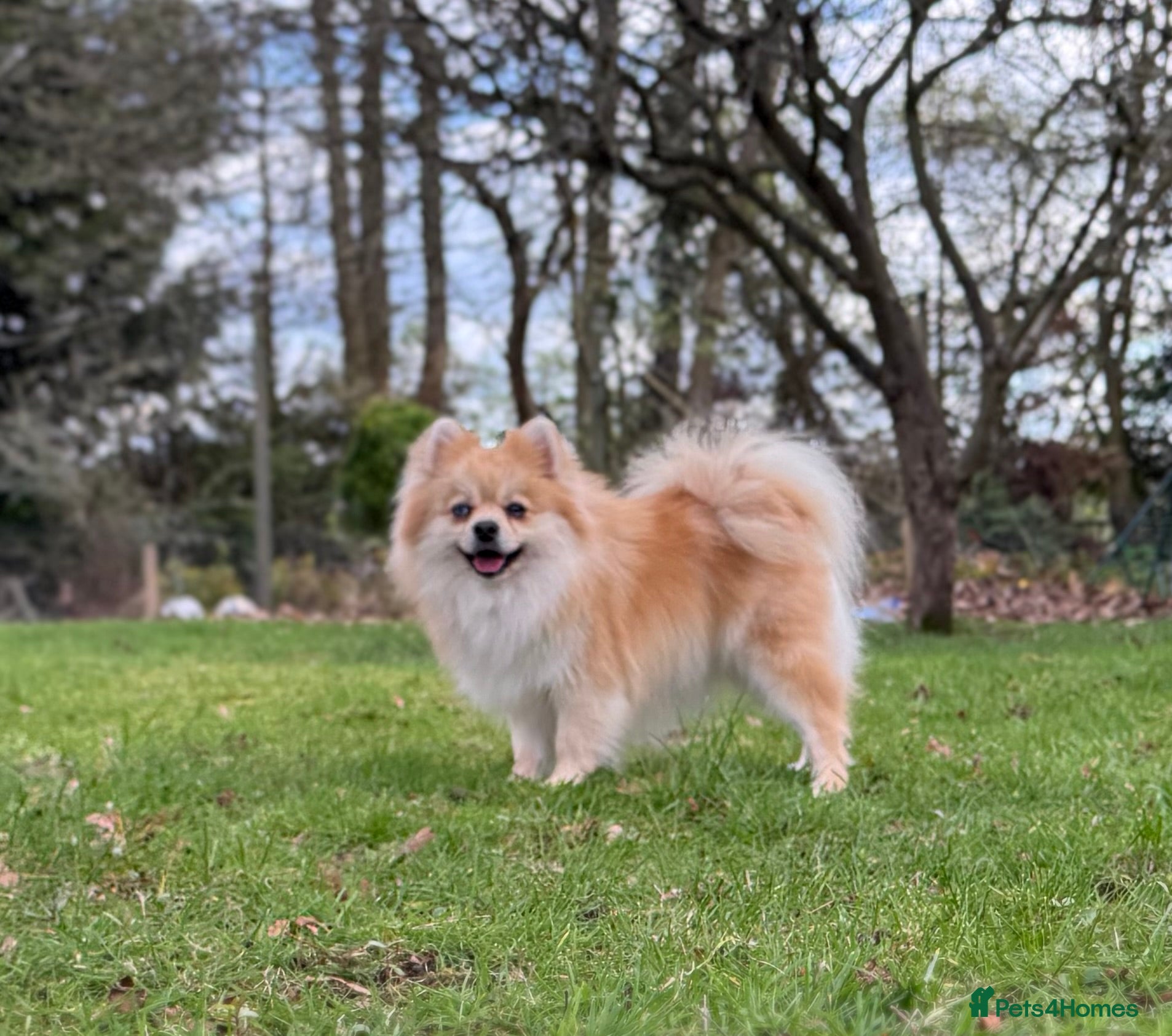 Pomeranian dogs Premium Purebred Pomeranians  - Advert 1