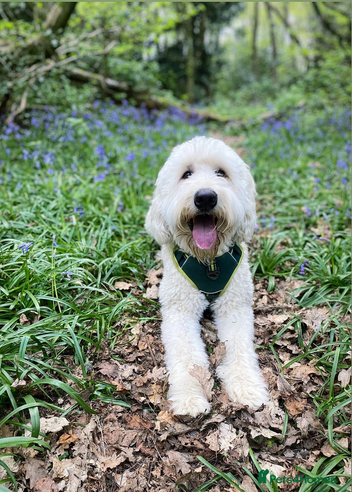 Goldendoodle dogs Goldendoodle - Advert 1