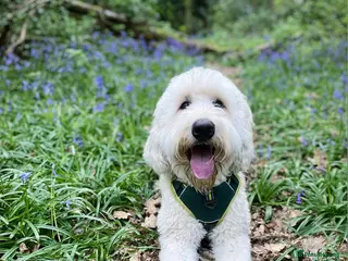 Goldendoodle dogs Goldendoodle - Advert 1