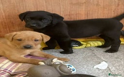 Labrador Retriever dogs for sale: Black and red KC Labrador puppies  - Image 4