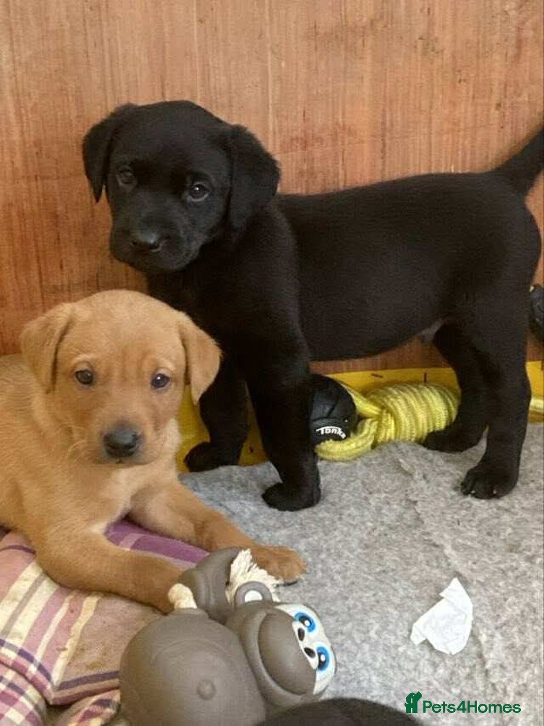 Labrador Retriever dogs for sale: Black and red KC Labrador puppies  - Image 4