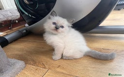 Ragdoll cats for sale: GCCF Championship Ragdoll Kittens - Image 17