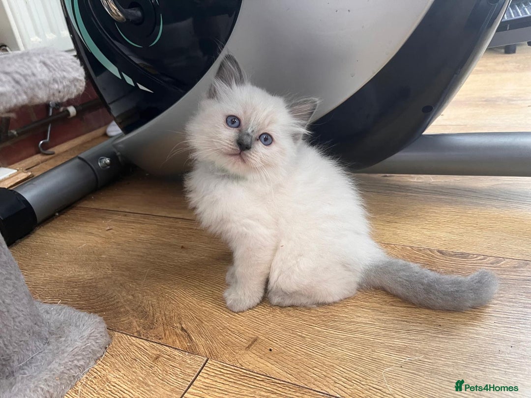 Ragdoll cats for sale: GCCF Championship Ragdoll Kittens - Image 17