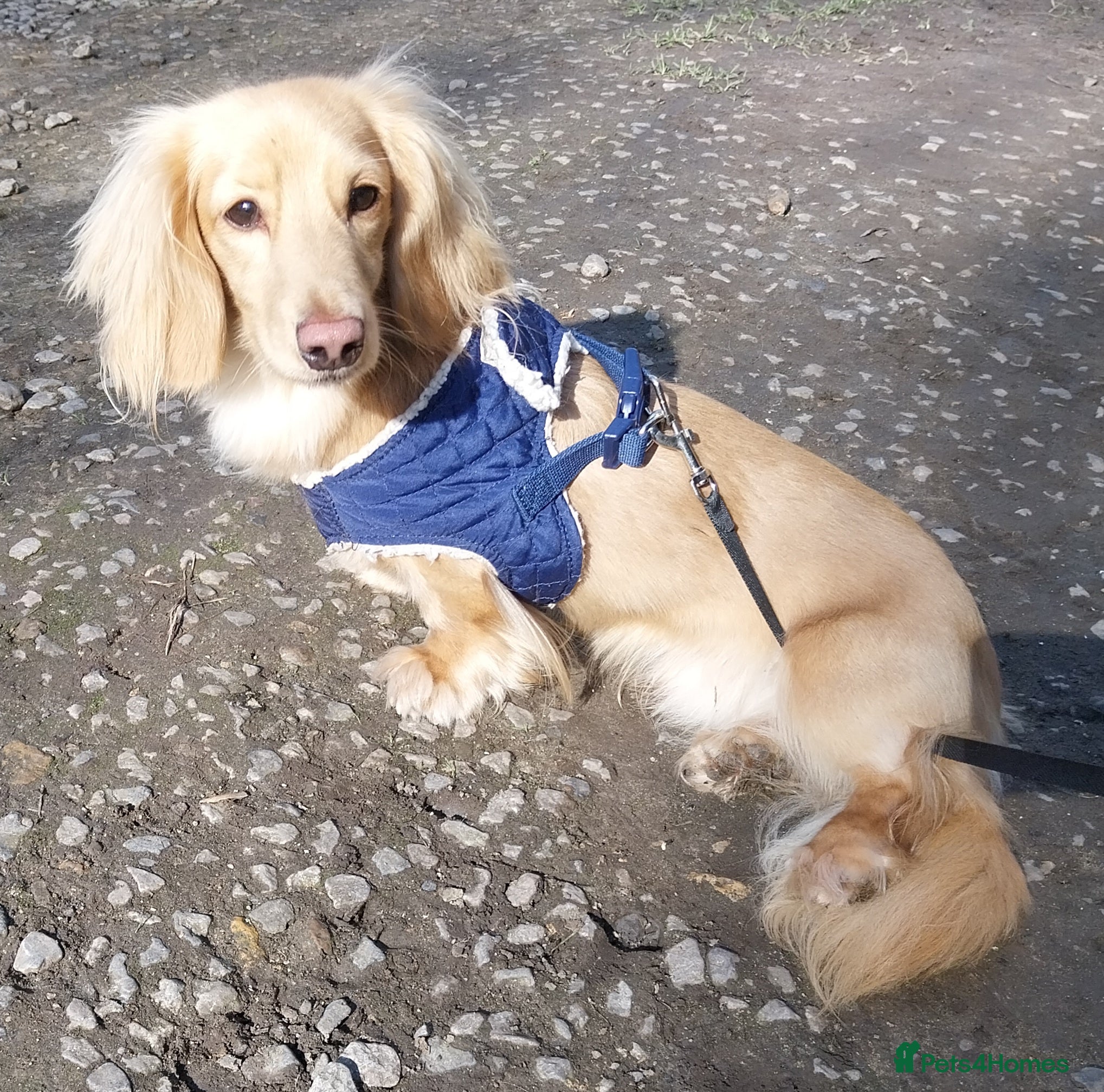 Miniature Dachshund dogs Stud KC cream long haired miniature dachshund  in Durham - Advert 9