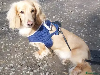 Miniature Dachshund dogs Stud KC cream long haired miniature dachshund in Durham - Advert 9