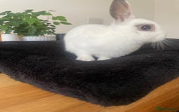 Netherland Dwarf rabbits for sale: Girl rabbits  - Image 2