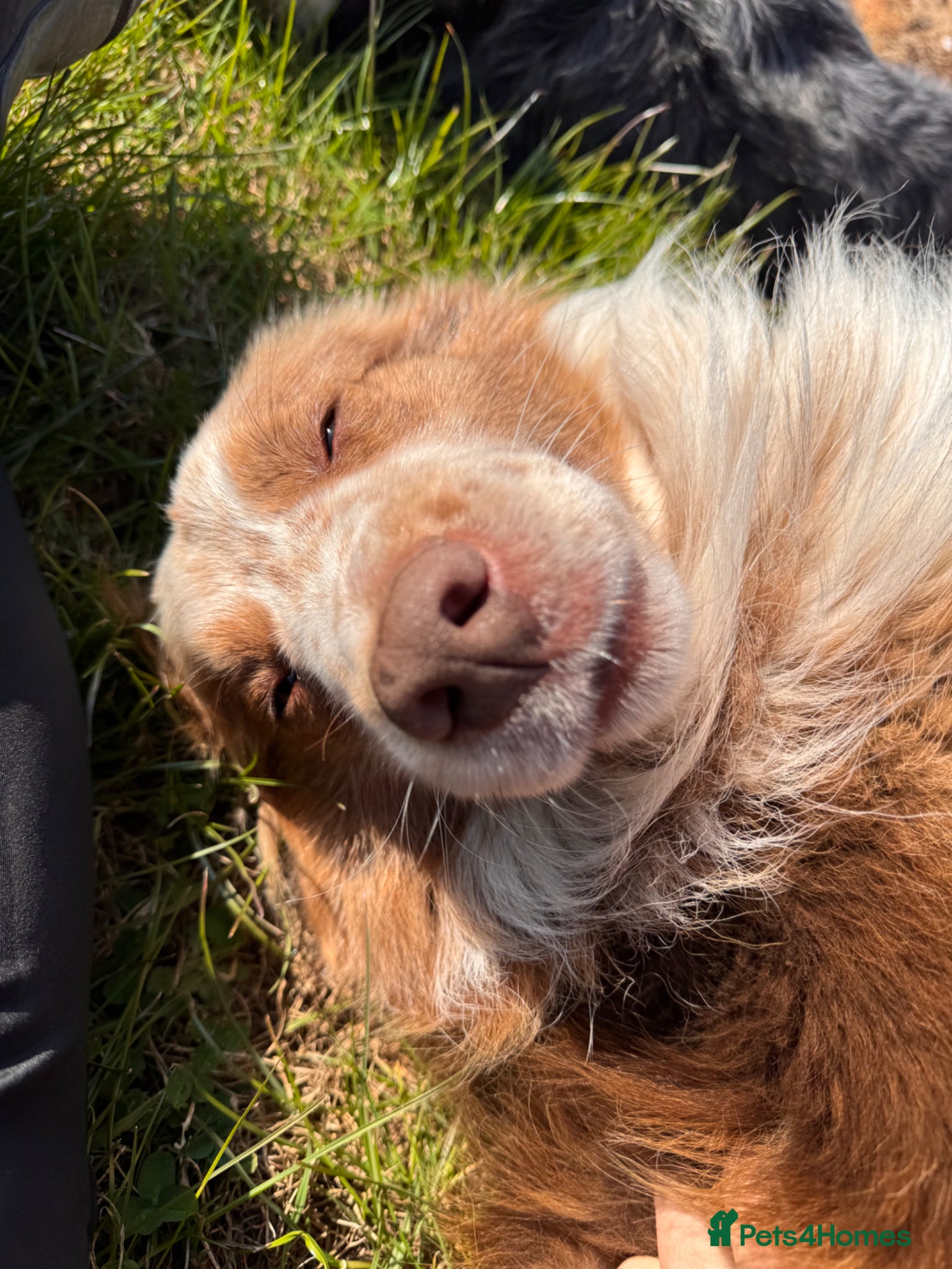 Border Collie dogs for sale: *READ ALL* New home for male Border Collie - Advert 6