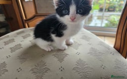 Mixed Breed cats for sale: 5 Adorable Kittens Ready for New Homes 🐾 - Image 16