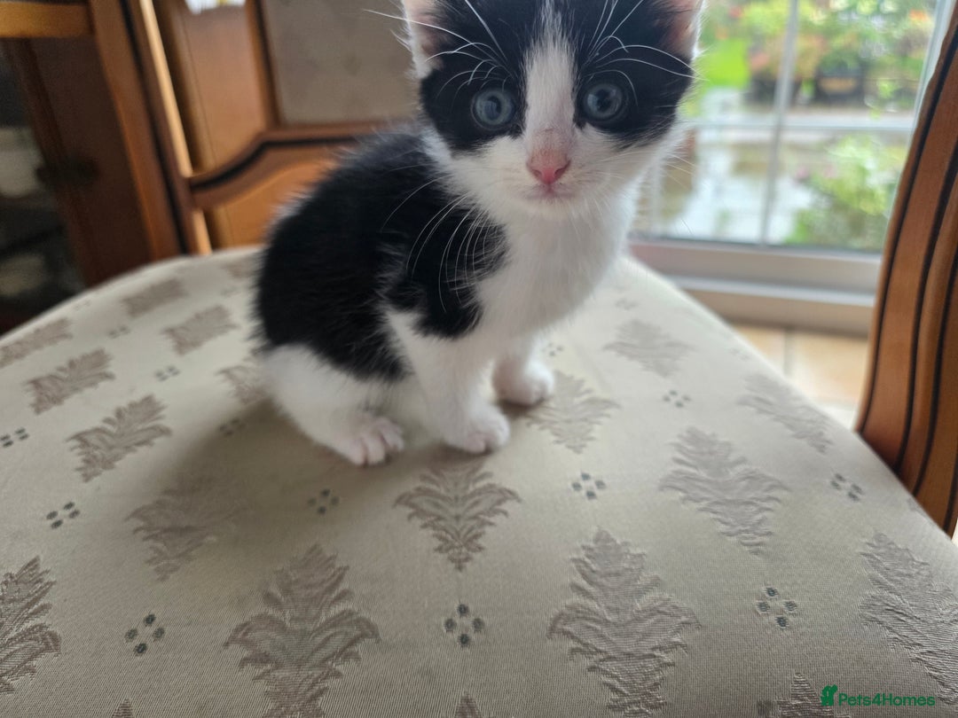 Mixed Breed cats for sale: 5 Adorable Kittens Ready for New Homes 🐾 - Image 16