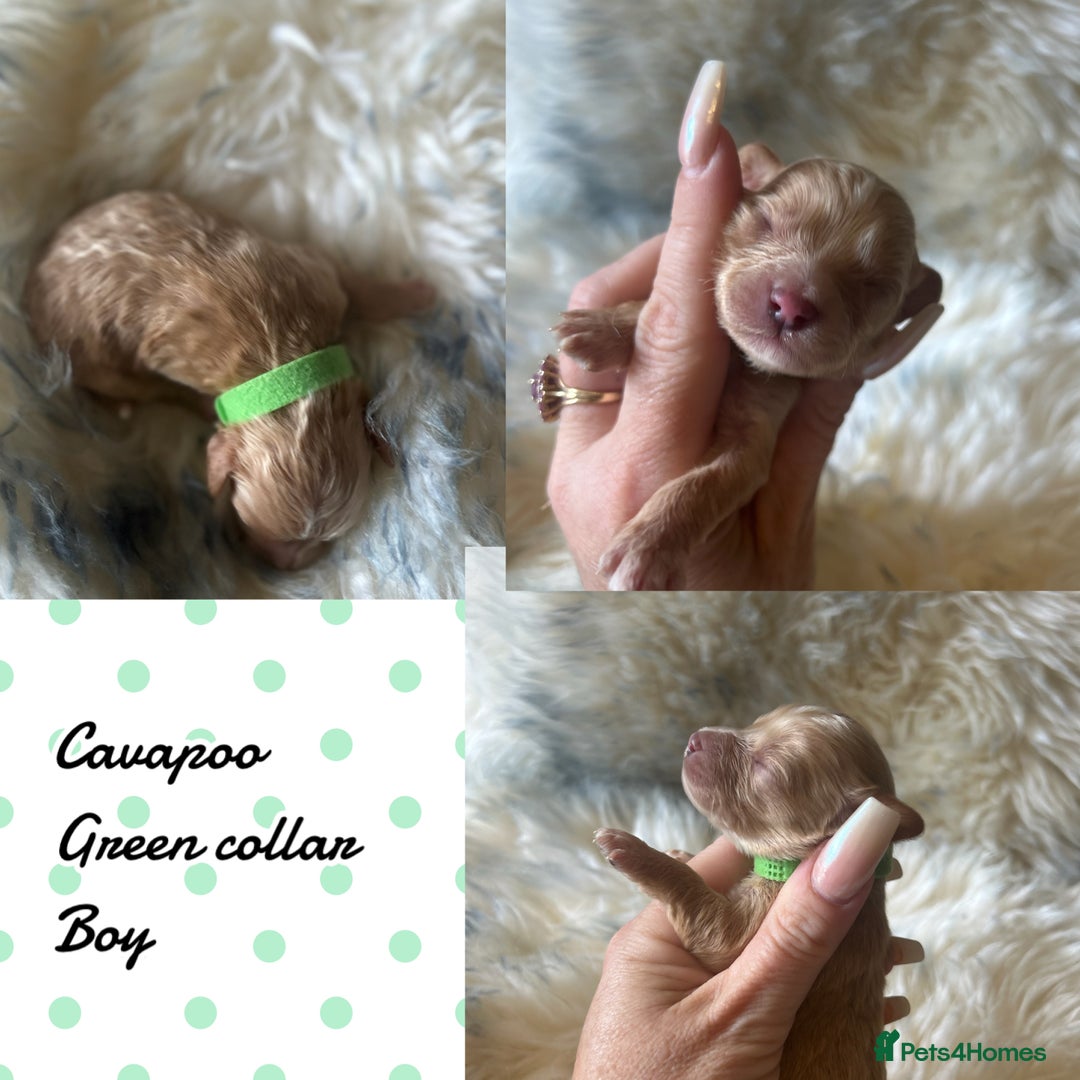 Cavapoo dogs for sale: Beautiful fully DNA tested Cavapoo's  - Image 19