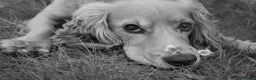Cocker Spaniel dogs for stud: 2YO First time STUD Bailey Cocker Spaniel  - Advert 2