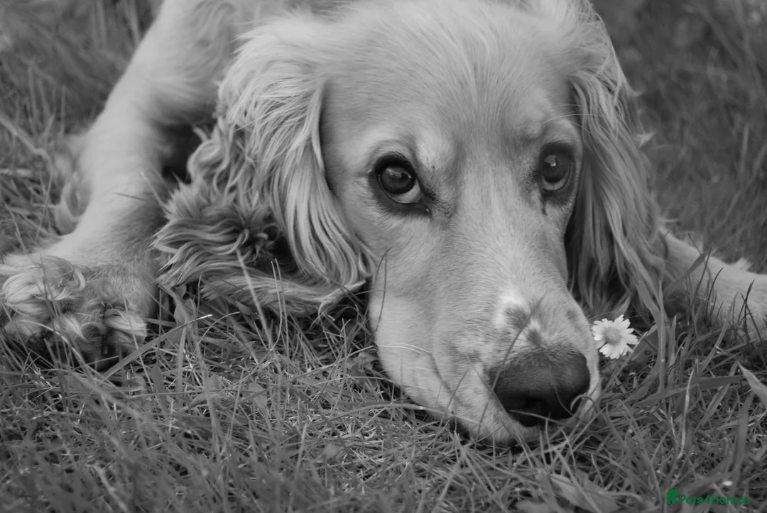 Cocker Spaniel dogs for stud: 2YO First time STUD Bailey Cocker Spaniel  - Advert 2