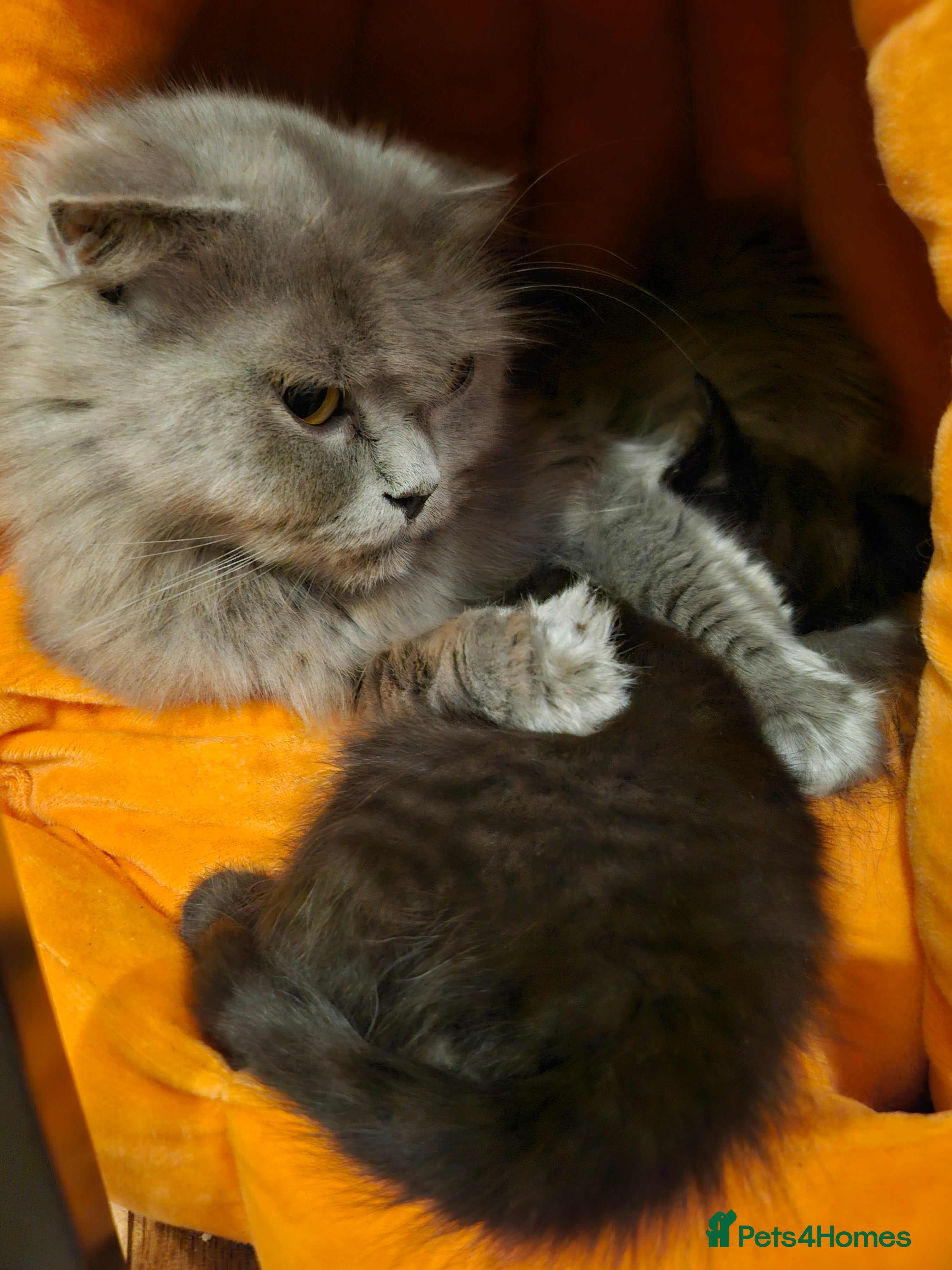 Scottish Fold cats Black british short hair straight fold kittens  - Advert 3