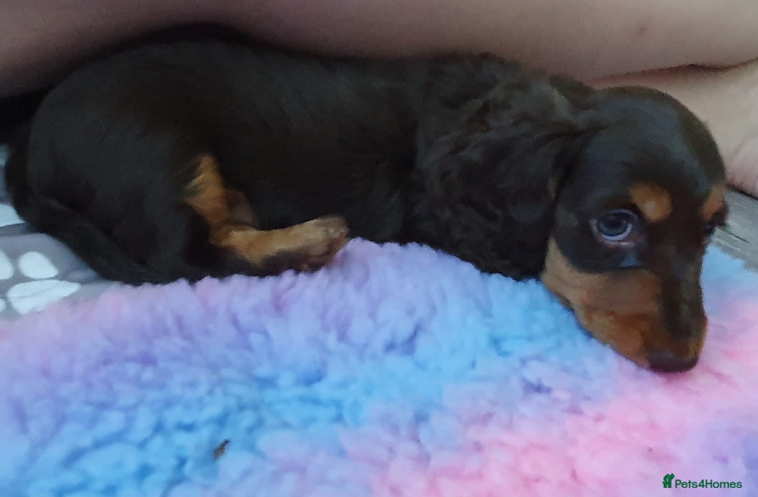 Miniature Dachshund dogs for stud: Long-haired miniature Dachshund in Hitchin - Advert 21