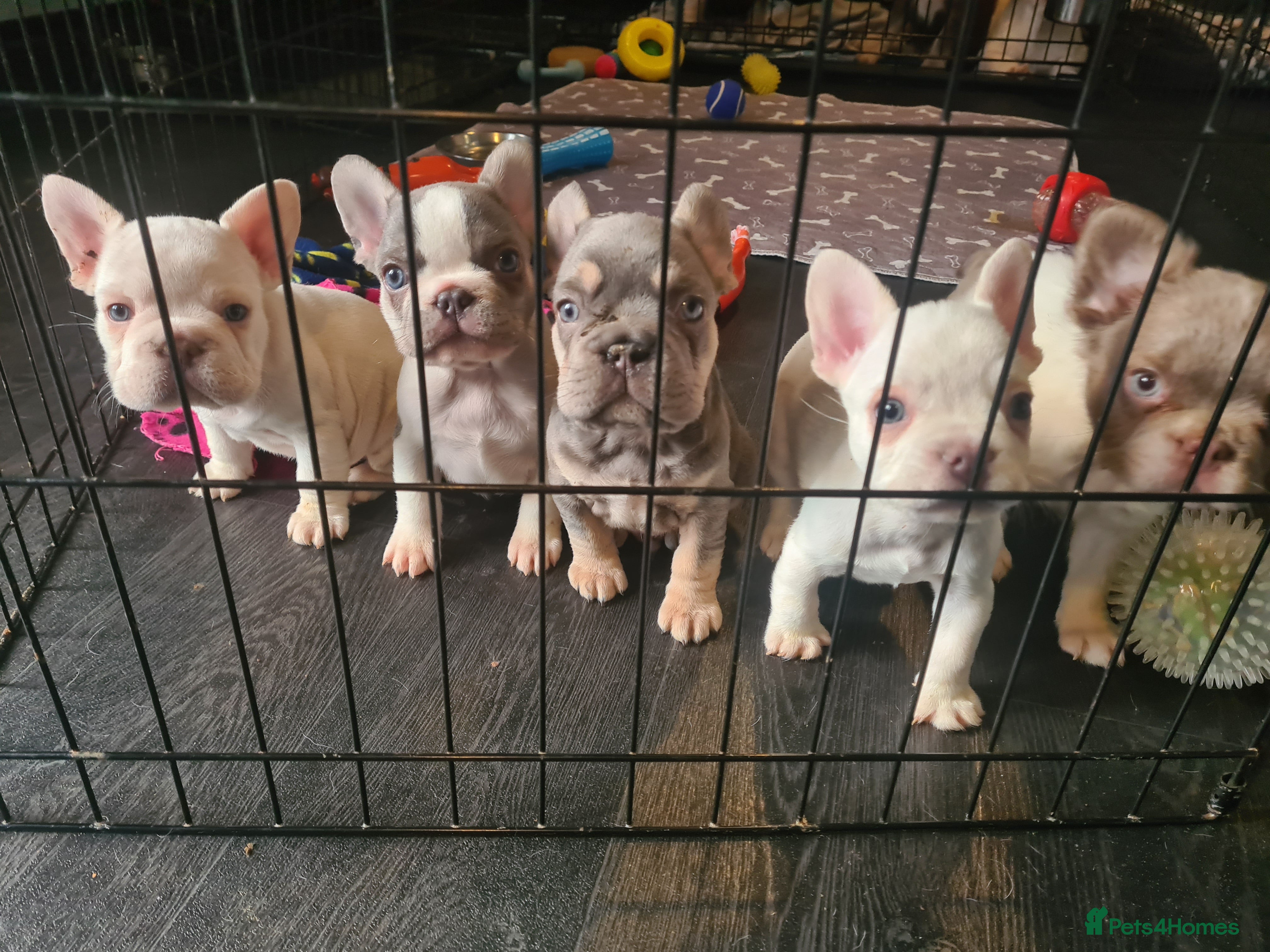 French Bulldog dogs 5 French bulldog puppies. Pied fluffy - Advert 10