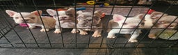 French Bulldog dogs for sale: 5 French bulldog puppies. Pied fluffy - Advert 7