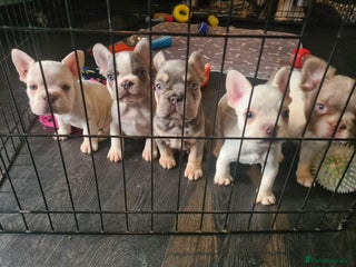 French Bulldog dogs 5 French bulldog puppies. Pied fluffy - Advert 3