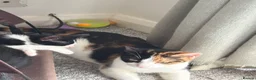 British Shorthair cats for sale: Kittens for sale  in Doncaster - Advert 2